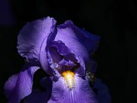 Sonnenspot auf Irisblüte hell lila